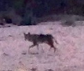 Coyote lurking about